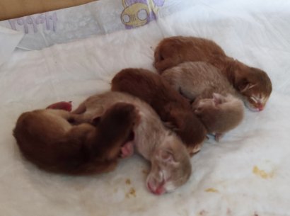 Freya, Frodo, Faramir, Abessinierkittens ruddy
